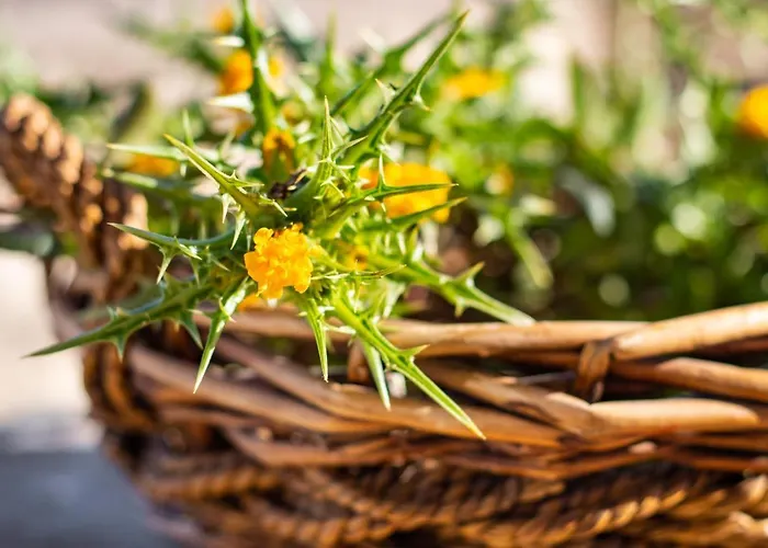 Ilias Semesterbostad *