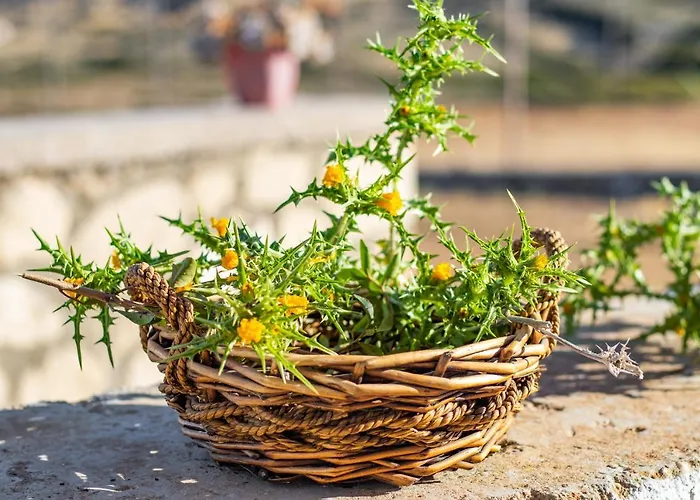 Ilias Holiday home *